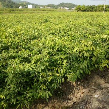 龙眼树苗优质嫁接龙眼品种苗。储良，石夹，四季龙眼