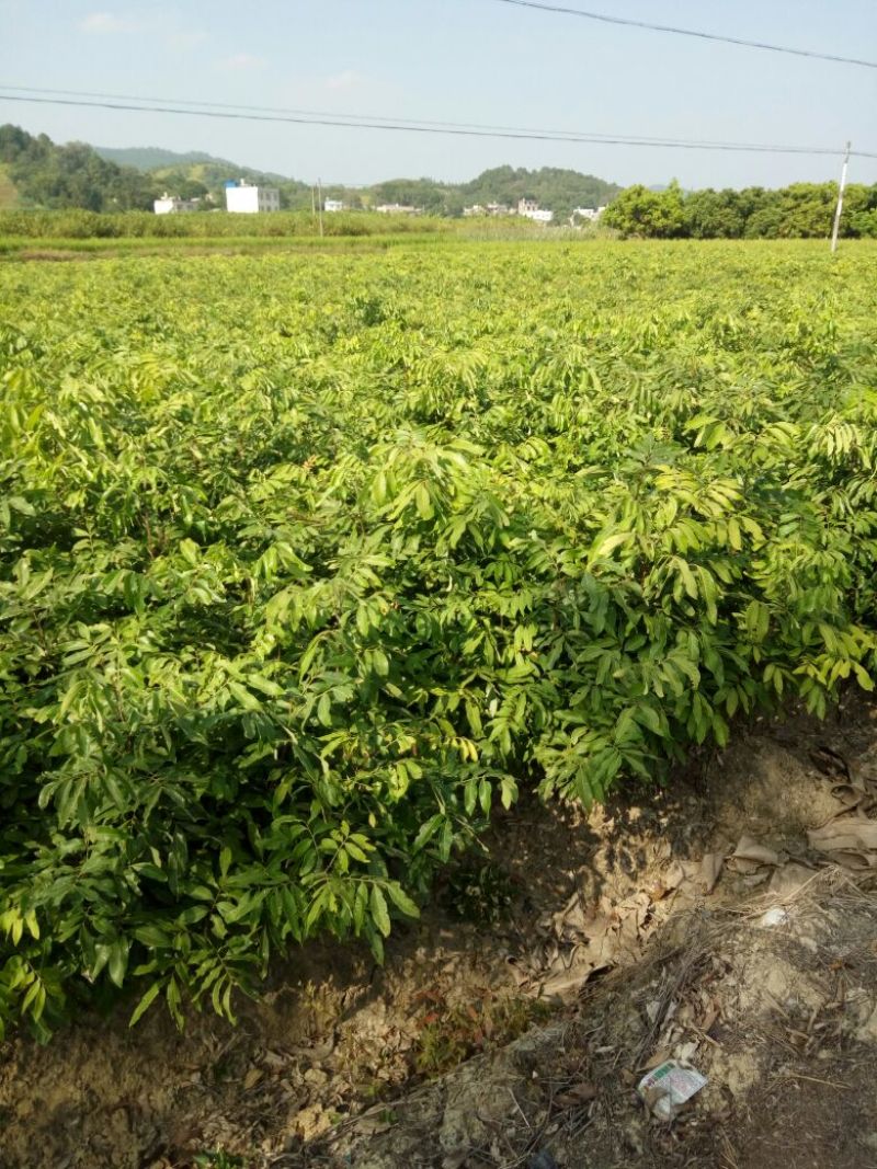 龙眼树苗优质嫁接龙眼品种苗。储良，石夹，四季龙眼