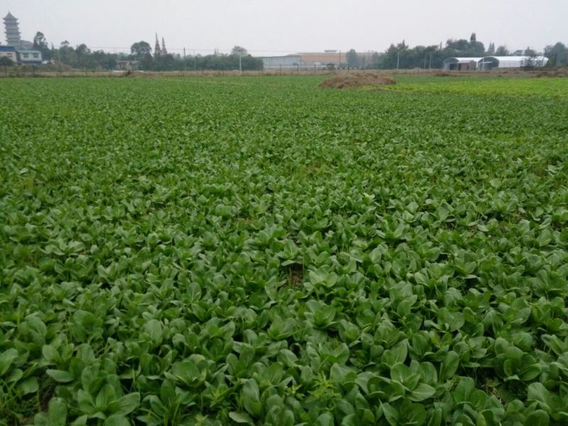 上海青小白菜15~20cm