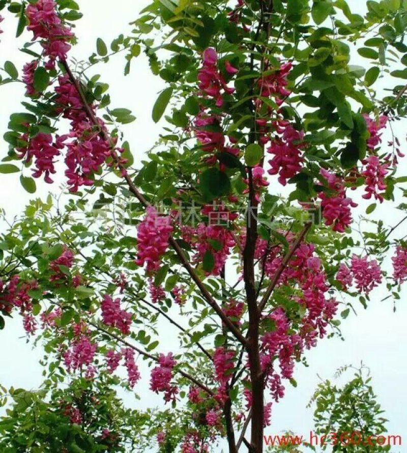 国槐8~10cm6~8cm1~2米