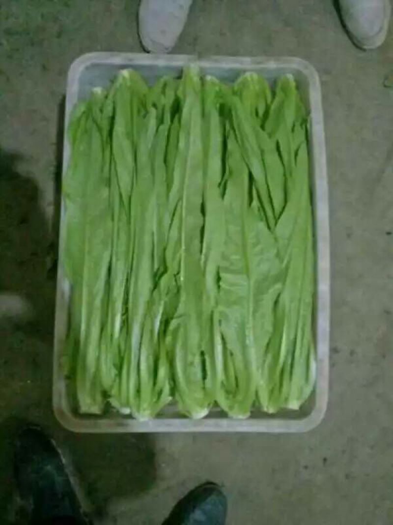 【油麦菜】河北油麦菜大量供应现摘现发可视频看货