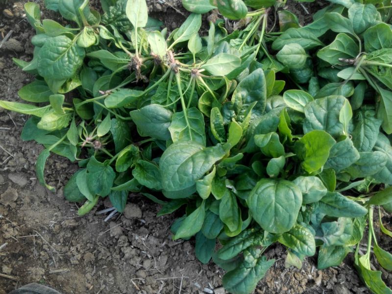 大叶菠菜35~40厘米