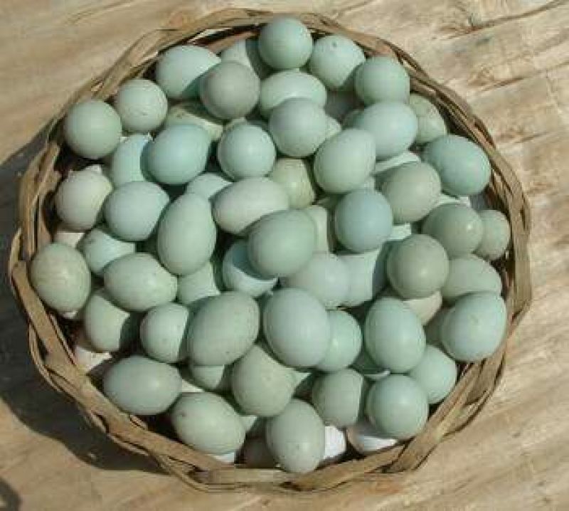乌鸡蛋食用50g以下