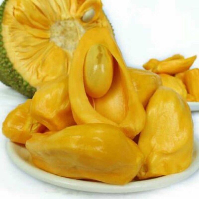 菠萝蜜苗