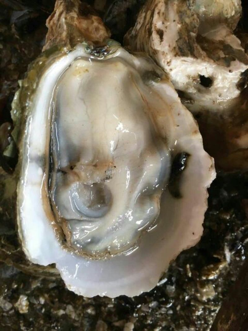 生蚝