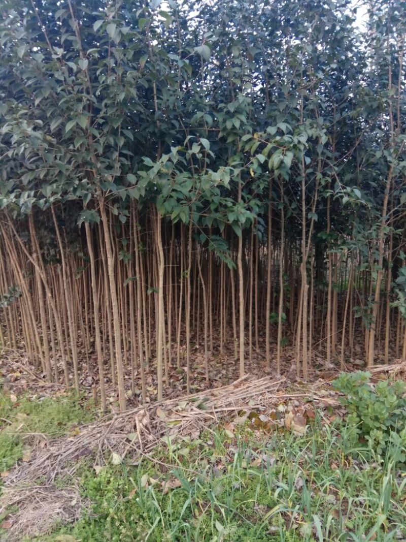 大叶女贞4cm以下