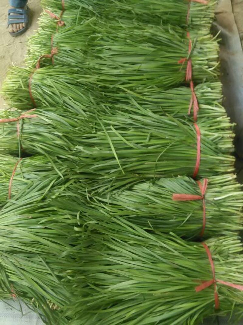 大叶菠菜15~20厘米