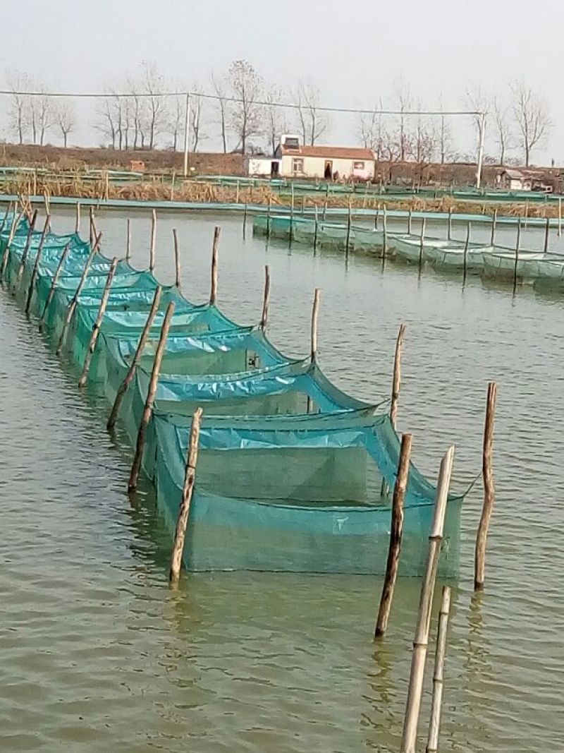 洪泽湖大闸蟹食用雄2.3-2.5两/只