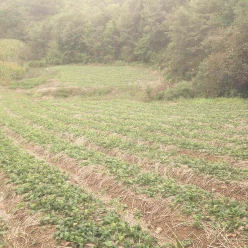 苍术种苗成活率高品质保证量大价优支持技术指导