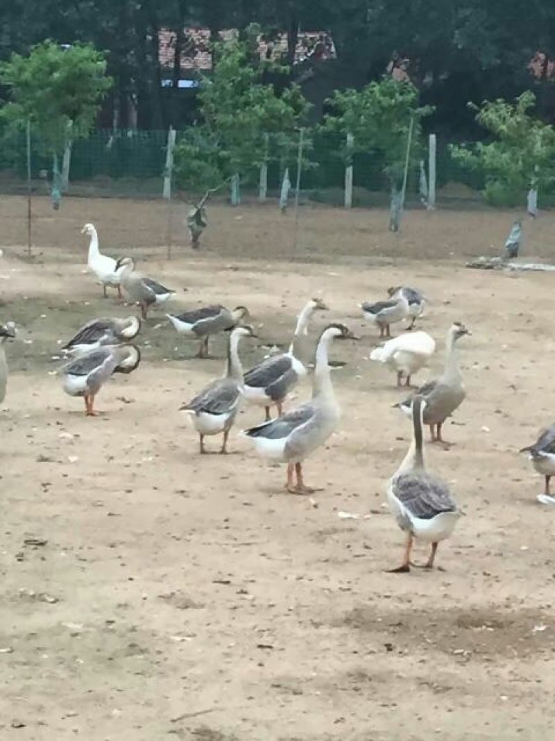 鹅苗250g以上