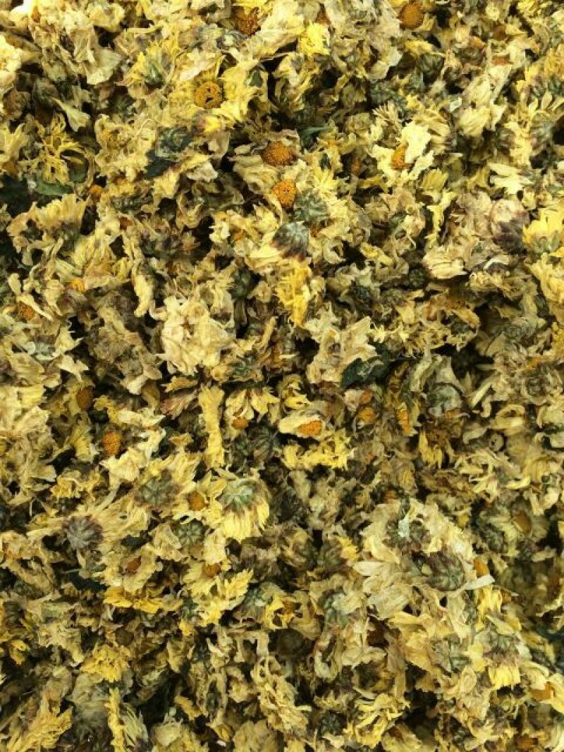 杭州白菊散装