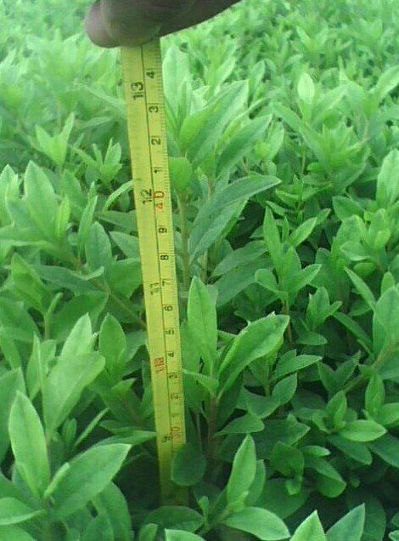 毛鹃2cm以下0.5米以下