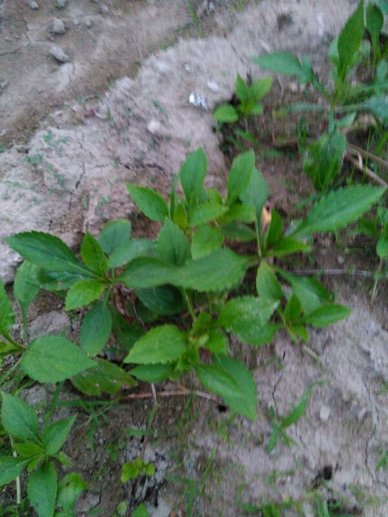 蔬菜