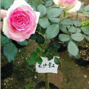 品种月季30~40cm