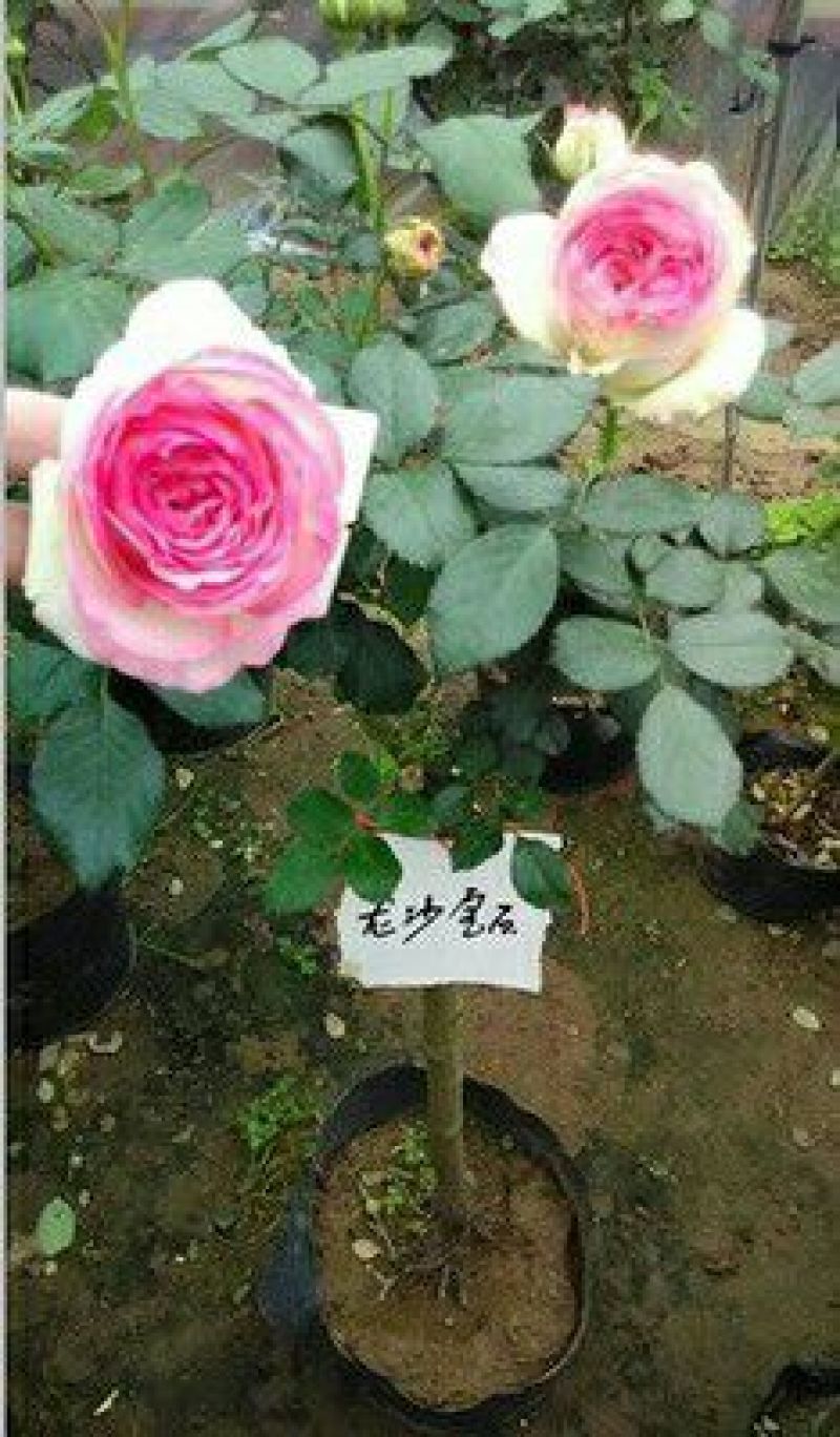 品种月季30~40cm