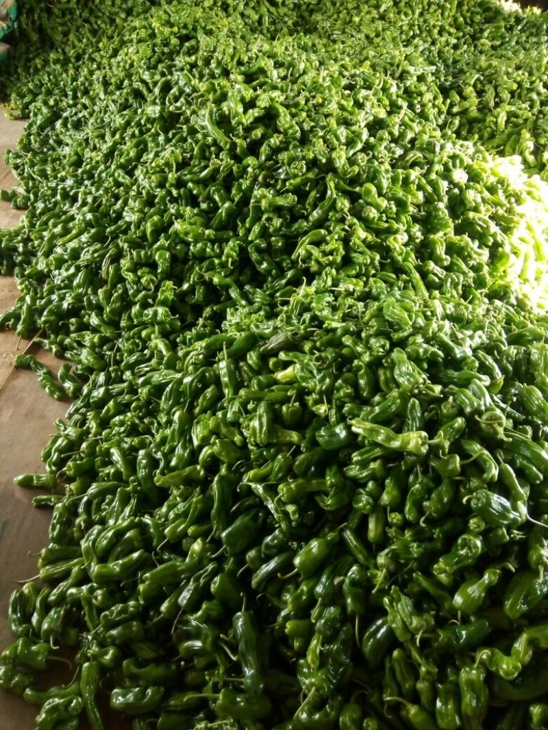 砀椒三号10~15厘米中辣青