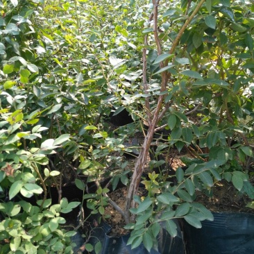 蓝莓苗2年以上50~80cm