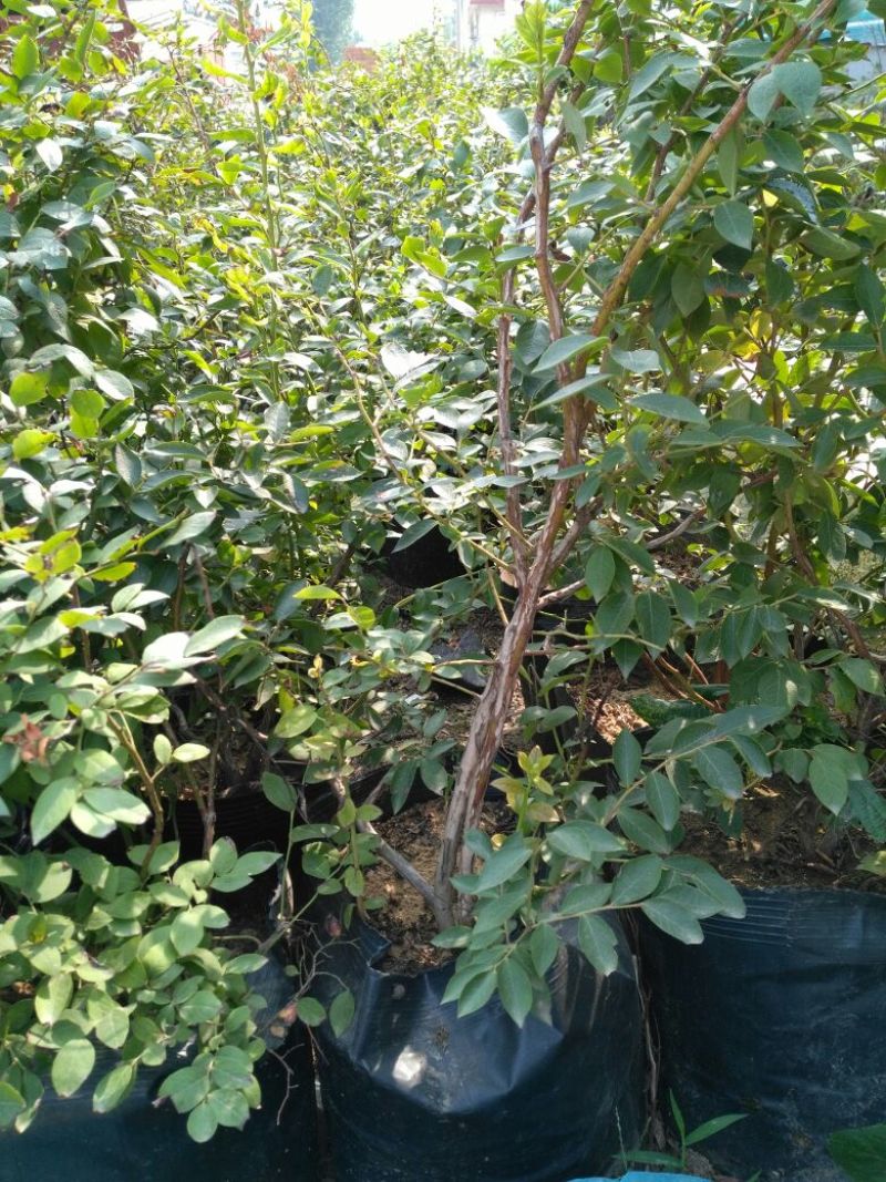 蓝莓苗1~2年30~50cm