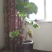 盆栽葡萄80~100cm