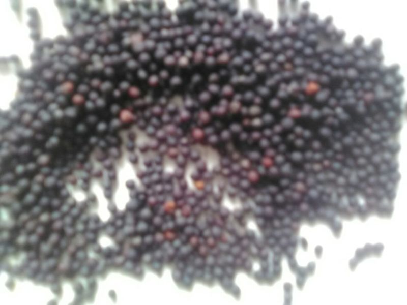 油菜籽