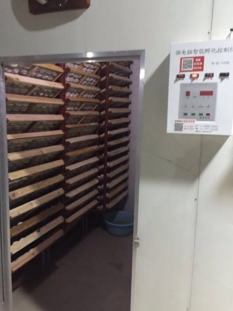 鹅苗250g