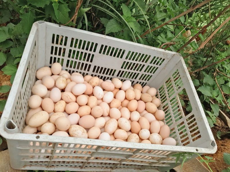 土鸡蛋食用50g以下