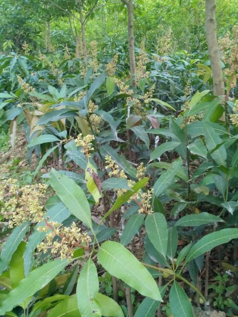 芒果树