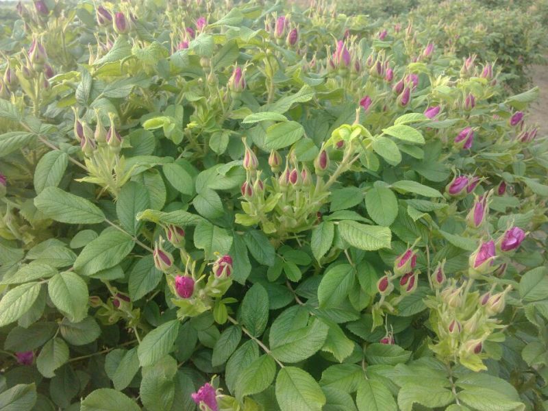 玫瑰花茶