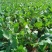 红皮萝卜0.2~1斤起