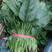 小叶菠菜15-20厘米