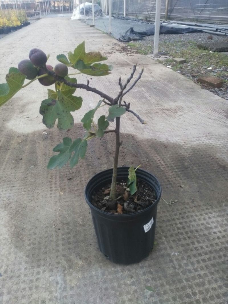 无花果苗80cm以上