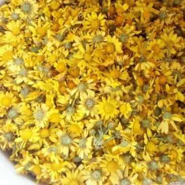 野菊花颗粒