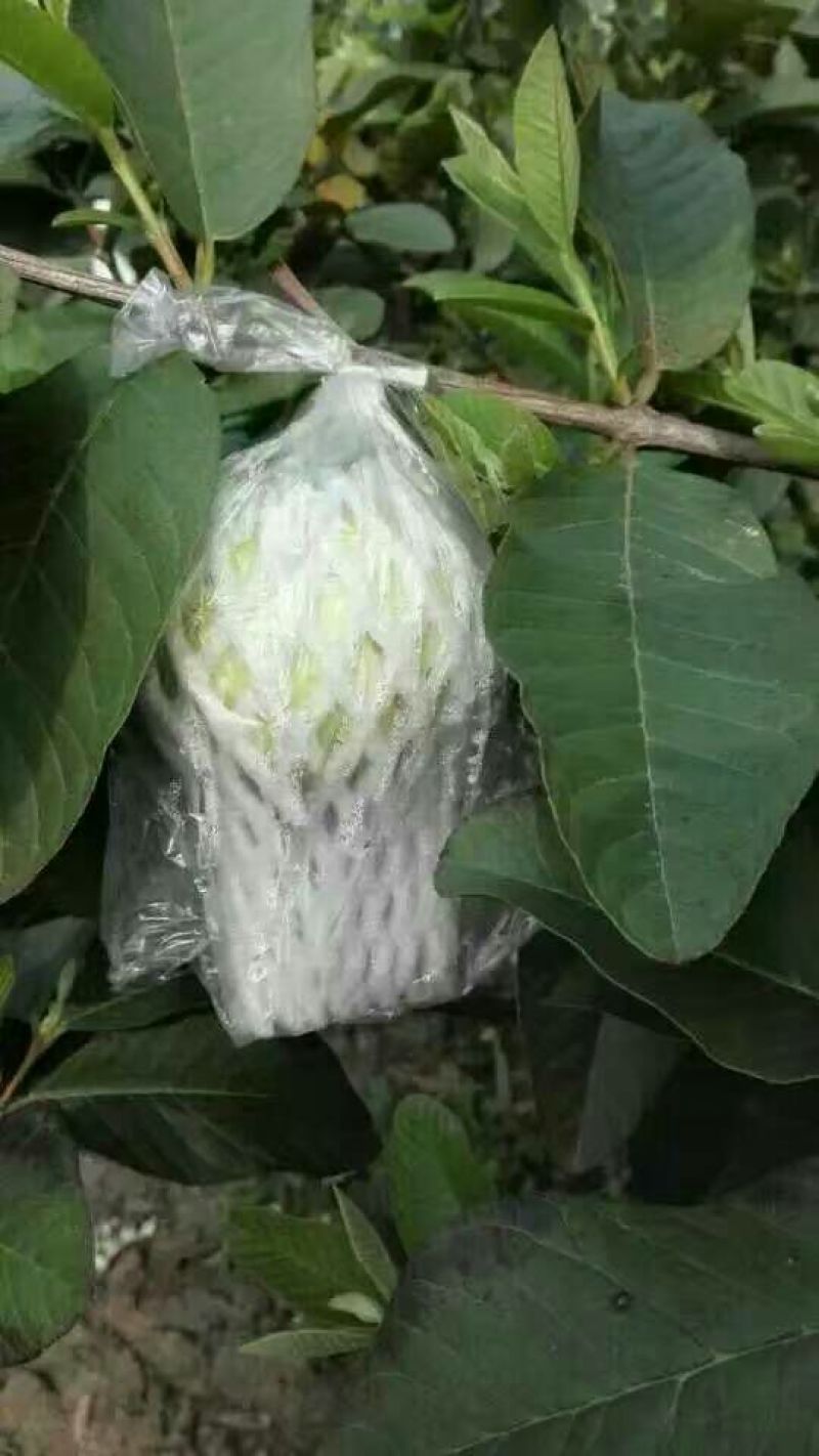 珍珠番石榴70~80mm/每天现摘现发