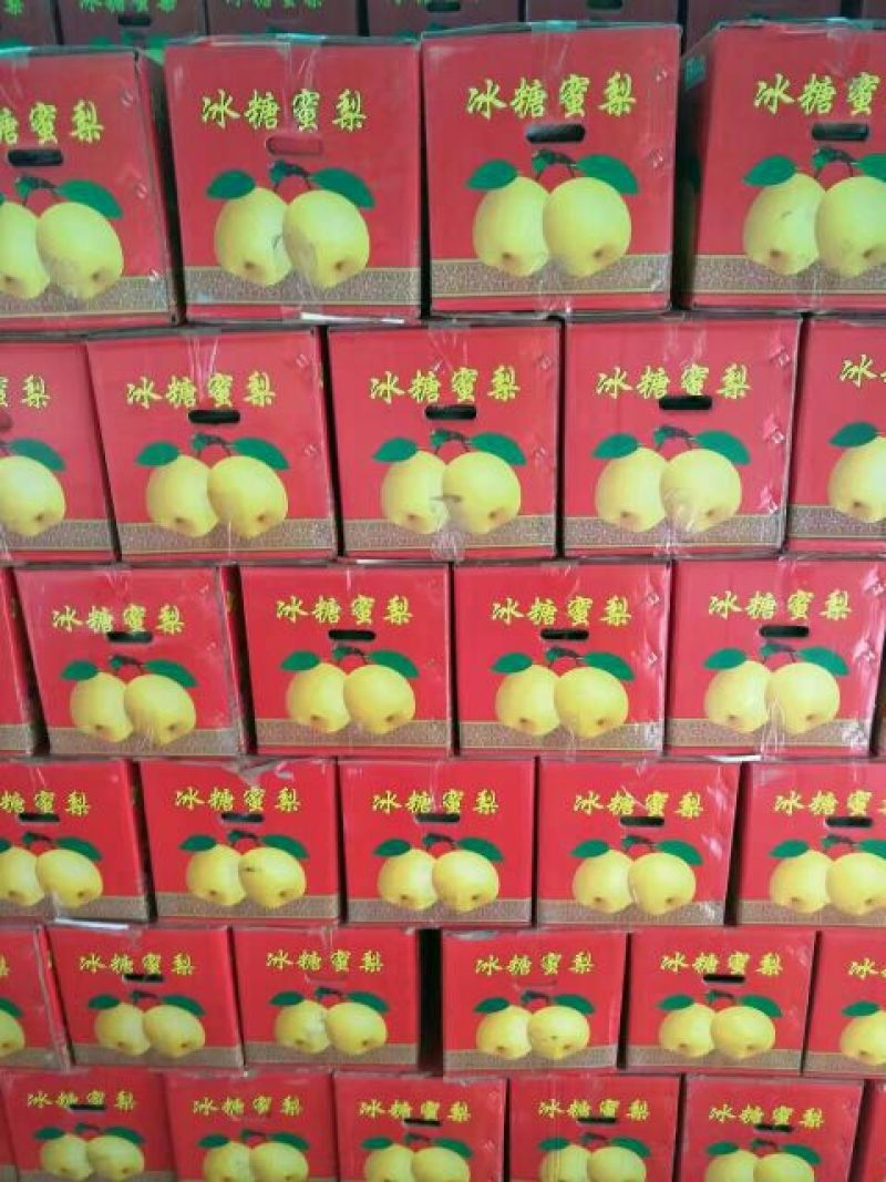 砀山梨200~250g光果