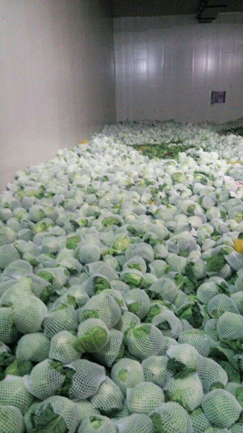 优质中甘21甘蓝产地直供