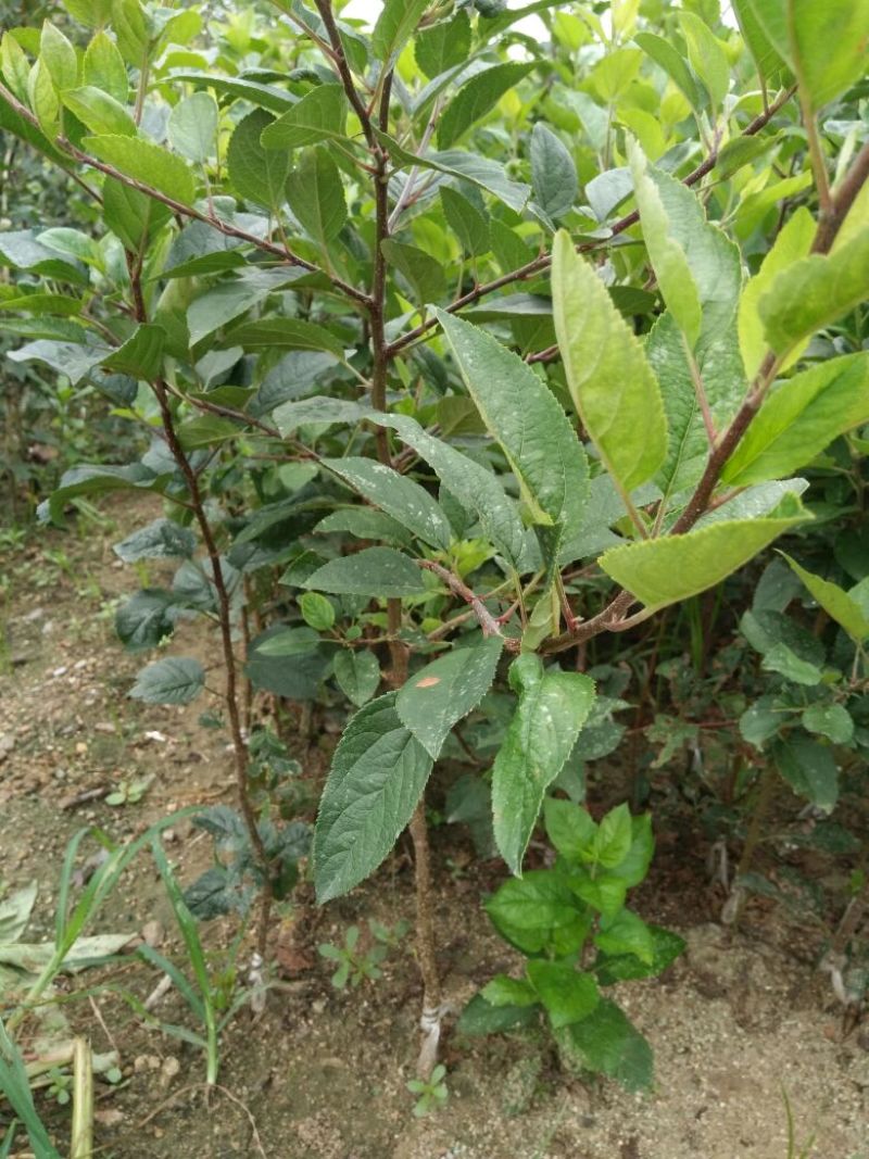 烟富六号苹果树苗80cm以上
