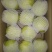 雪花梨250~300g纸箱