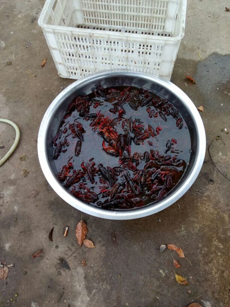 克氏原螯虾食用活虾4~6钱