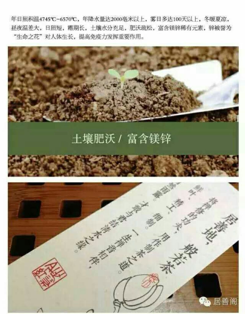 本山茶特级