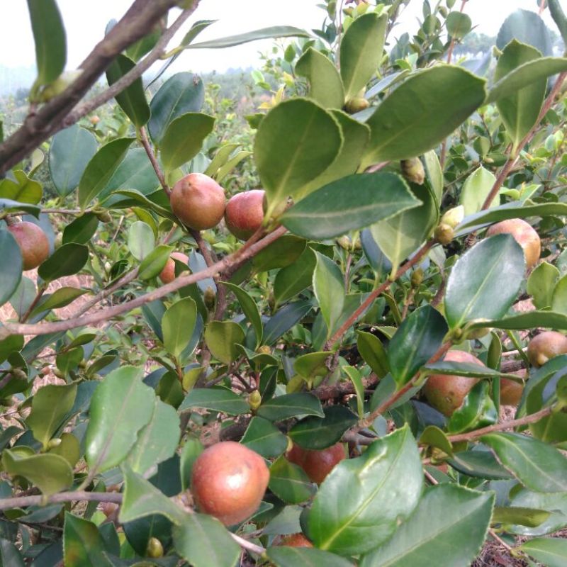 油茶籽99%以上