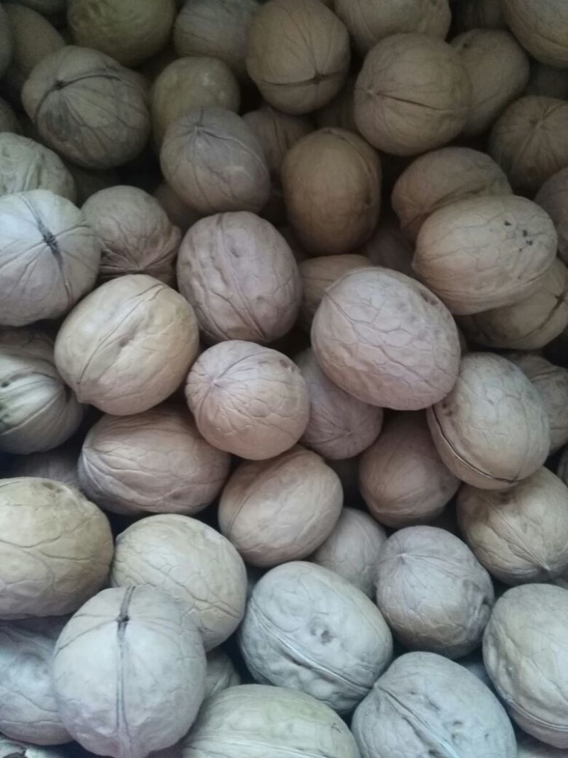 薄皮核桃去皮干