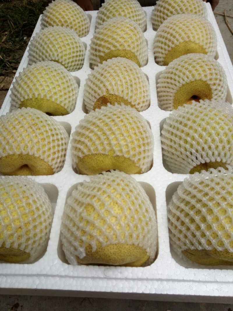 酥梨200~250g纸箱