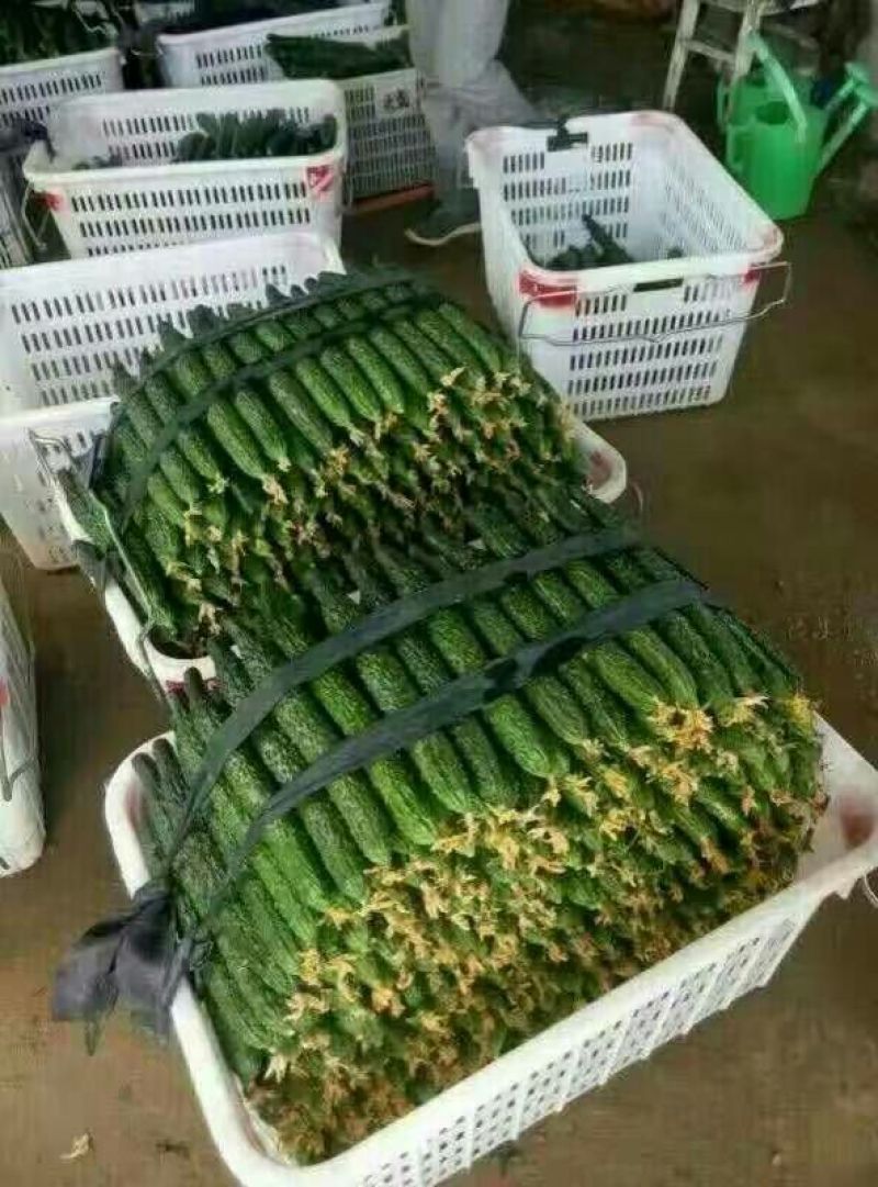 山东密刺黄瓜~干花带刺，并配有大型冷库。批发市场，