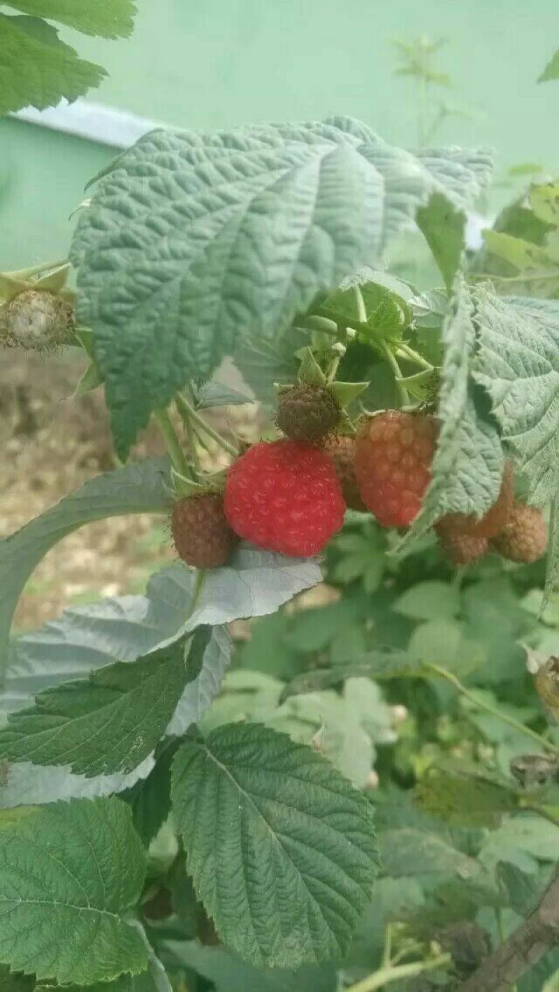 树莓苗