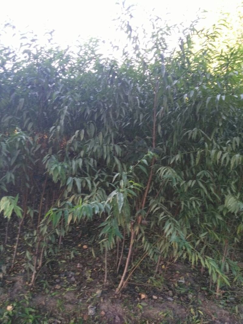 桃树苗桃树占地桃树工程桃树1-8公分量大