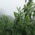 百年普洱大树茶各种检测检验合格