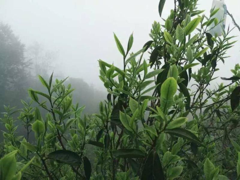 百年普洱大树茶各种检测检验合格