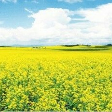 油菜籽1