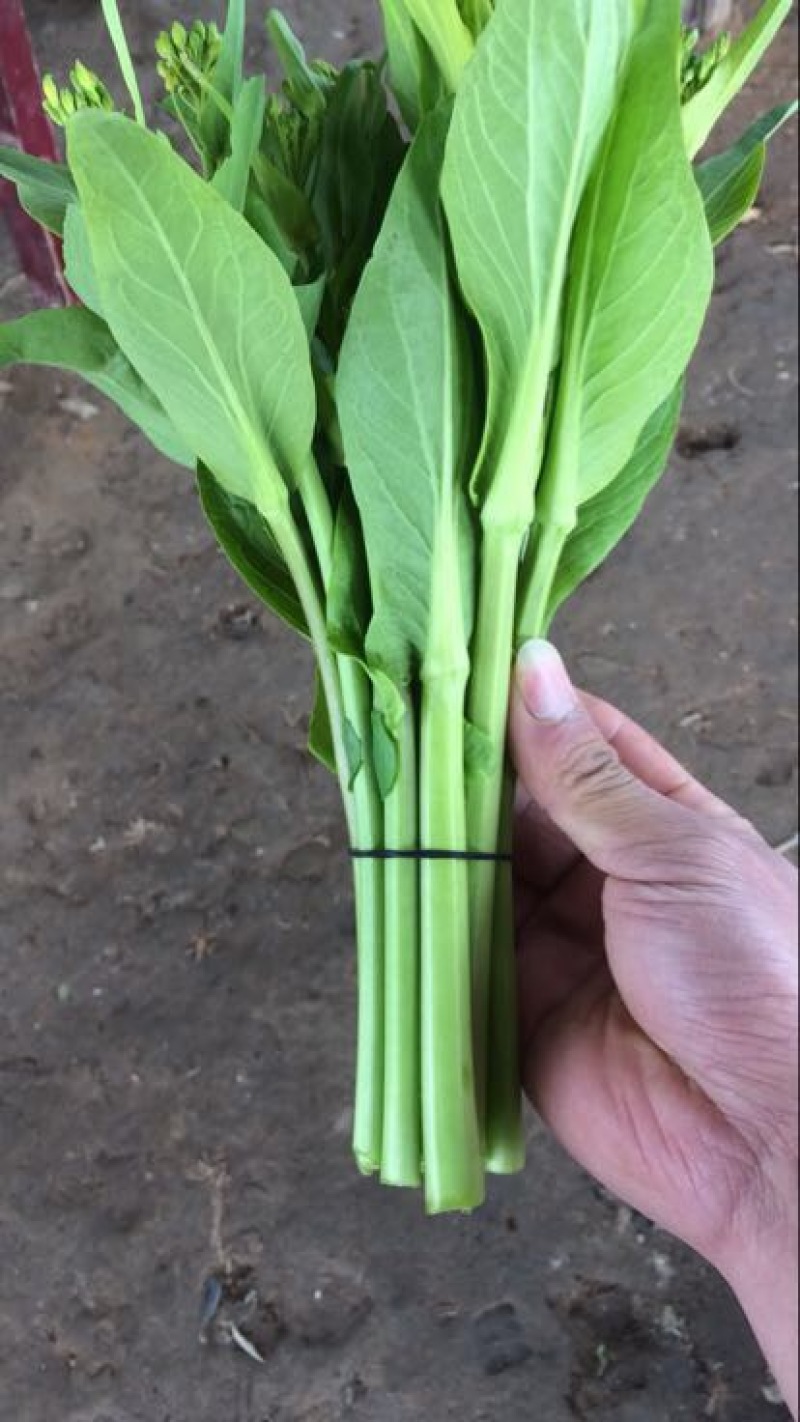 白菜苔
