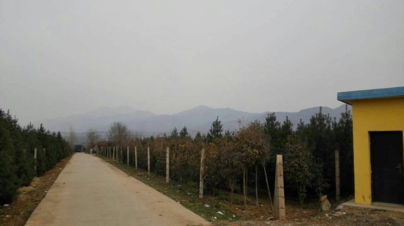 造型松8公分